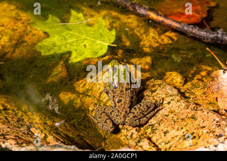 A green frog sits in a small pool of water on the rocks of a forest, with a fallen leaf floating beside it. Stock Photo