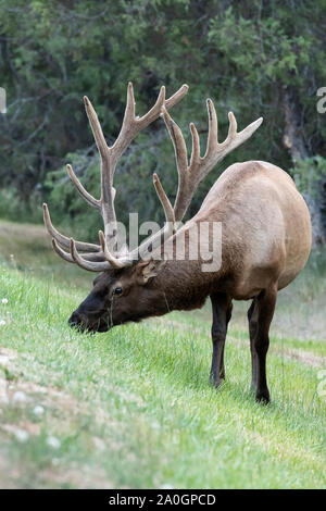 North America; United States; Montana; National Bison Range; Wildlife; Mammals; Rocky Mountain Elk; Cervus elaphus; Summer; Bull; Velvet Stock Photo