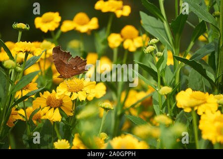 An Asian comma (Polygonia c-aureum) butterfly rests on a vibrant yellow helenium (sneezeweed) plant in the autumn. Stock Photo