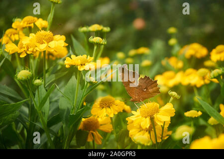 An Asian comma (Polygonia c-aureum) butterfly rests on a vibrant yellow helenium (sneezeweed) plant in the autumn. Stock Photo