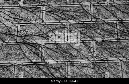Fine photo texture fragment of an old ivy castle wall Stock Photo