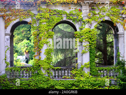 Fine photo texture fragment of an old ivy castle wall Stock Photo