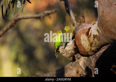 Couple of Budgerigars perching on a a branch in the afternoon light, KIngs Canyon, Northern Territory Stock Photo