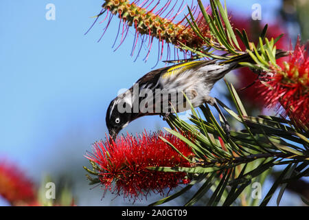 Close up of a New Holland honeyeater feeding on a red blossom against blue sky, Esperance, Western Australia Stock Photo