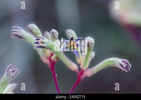 Western paw, beautiful wildflower against defocused background, Walpole Nornalup National Park, Western Australia Stock Photo