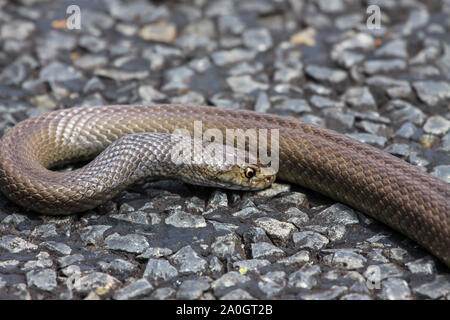 Dangerous Dugite snake lying on the road, turning head to back, Western Australia