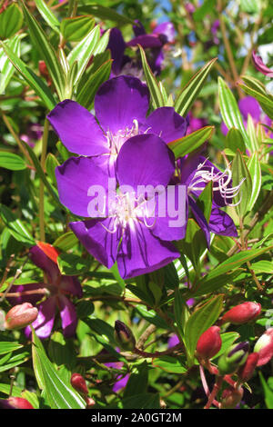 Purple beautiful blooming wildflowers on a background of green grass in ...