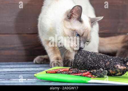A cat sits on a table and sniffs a sliced smoked sausage. Thai cat is preparing to steal food on a rustic table from gray boards, next to a green plas Stock Photo