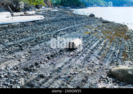 Sedimentary rock layers visible on the beach on North Pender Island, British Columbia, Canada Stock Photo