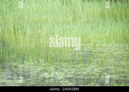 Green reeds in the water, with reflection. Stock Photo