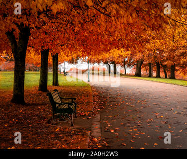 Park bench in a public park under an autumnal vibrant tree with  path. Stock Photo