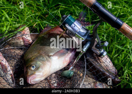 Good catch. Close up view of just taken from the water big freshwater common breams known as bronze bream or carp bream (Abramis brama) and fishing ro Stock Photo