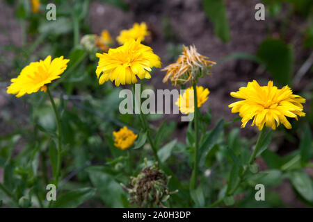 Yellow marigold flowers on the blurred background of the garden of nature. Yellow calendula flower in the garden, top view calendula field. Medicinal Stock Photo