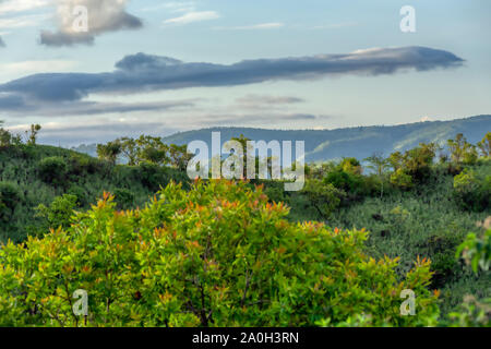 green panorama view To Mago National Park, Omo Valley, Omorati Etiopia, Africa nature and wilderness Stock Photo