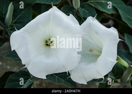 Two white flowers close-up. Datura innoxia, flower pattern. Inoxia with green leaves. Floral background. Plants in the garden. Stock Photo