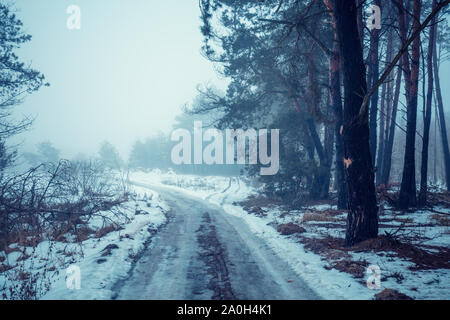 Pine trees grow along the country dirt road. Snowy forest. Winter nature. Natural winter background