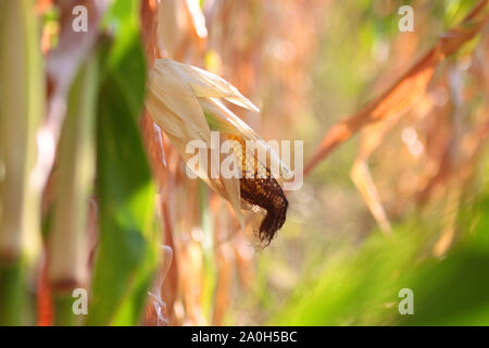 An ear of ripe corn on an agricultural field Stock Photo