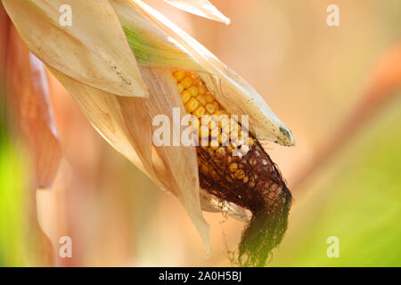 An ear of ripe corn on an agricultural field Stock Photo