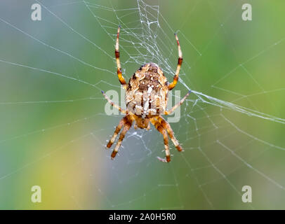 Brightly coloured Garden Cross spider (Araneus diadematus) awaiting prey in the centre of it's web Stock Photo