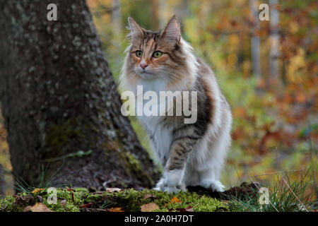 Beautiful Norwegian forest cat female standing under a big spruce tree in autumn Stock Photo