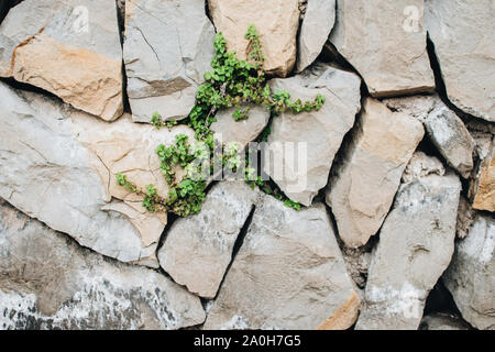Wall of large natural stones with some greenery, natural background. Great for design and texture background. Stock Photo