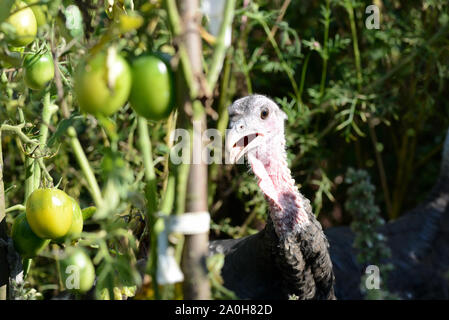 Funny turkeys walking in the vegetable garden among tomatoes and other greens closeup Stock Photo