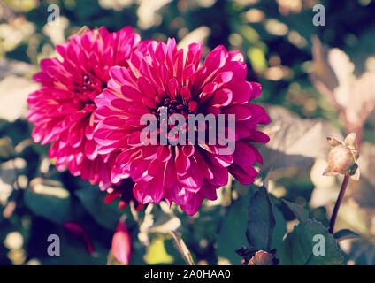 Beautiful purple dahlia flower heads on plant in summer at an intensive farm cultivation in Bavaria, close up and blurred background Stock Photo