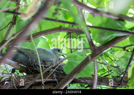 Turtledove (Streptopelya capicola) sitting in a nest in a decorative vine leaves Stock Photo