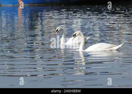 Two swans are floating on the river. Stock Photo