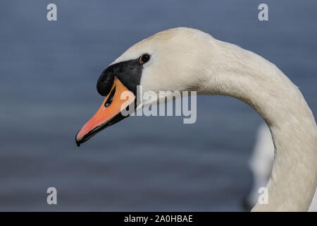 The head of a swan on a curved neck close-up Stock Photo