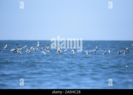 Chinese Crested Tern (Chinese Crested Tern) fly for food in the Gulf of Thailand Stock Photo