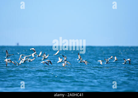 Chinese Crested Tern (Chinese Crested Tern) fly for food in the Gulf of Thailand Stock Photo