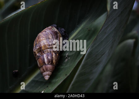 Achatina fulica also known as the African giant snail or giant African snail against green foliage to show concept of life, nature and balance Stock Photo