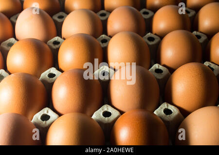 Eggs and paper panel on white background. Fresh eggs from the farm in the panel white paper. Background eggs arranged in panels paper. Stock Photo
