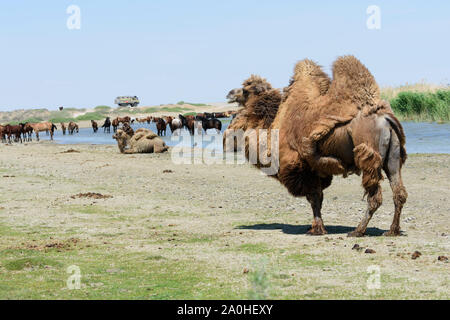 Bactrian camel in Kazakhstan, most of them losing their thick fur after winter. Campertruck in background Stock Photo