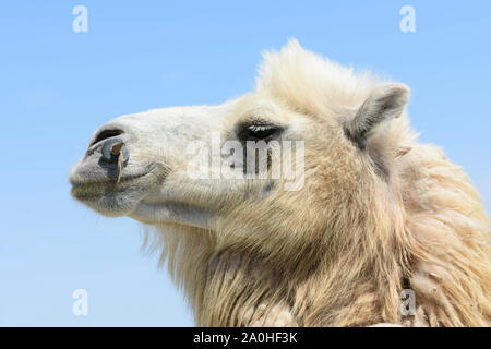 Bactrian camel in Kazakhstan, most of them losing their thick fur after winter Stock Photo