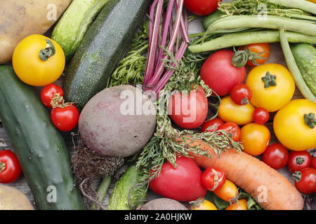 Freshly harvested homegrown organic vegetables including courgette, green beans, beetroot, carrot, potatoes, tomatoes and cucumber. UK Stock Photo