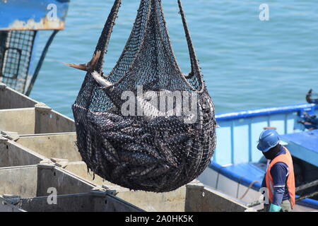 Landing Tuna fish in Manta, Ecuador Stock Photo
