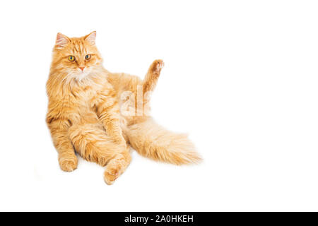 big well-groomed red cat sitting sprawled on the floor and spread his paws. the animal looks into the camera. isolated on white background. Stock Photo