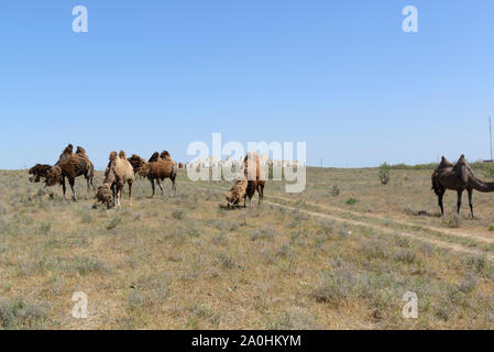 Bactrian camel in Kazakhstan, most of them losing their thick fur after winter. Cemetery in background. Stock Photo