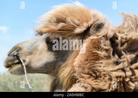 Bactrian camel in Kazakhstan, most of them losing their thick fur after winter Stock Photo