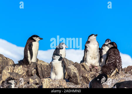 Large flock of chinstrap penguins standing on the rocks with snow mountain in the background, Half Moon island, Antarctic peninsula Stock Photo