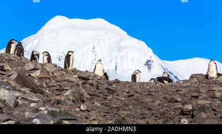 Large flock of chinstrap penguins standing on the rocks with snow mountain in the background, Half Moon island, Antarctic peninsula Stock Photo