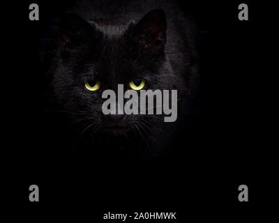 A prowling black cat against a black background Stock Photo