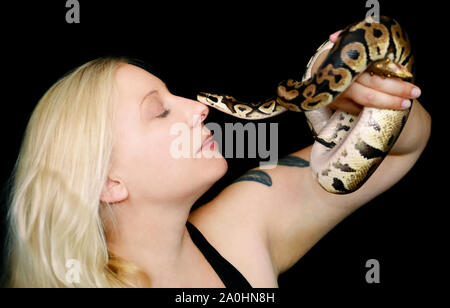 Portrait of girl with Royal Python snake. Beautiful woman holds snake in hands and posing in front of camera. Exotic tropical cold-blooded reptile. Stock Photo