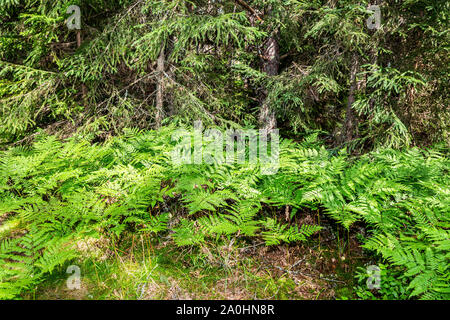 Deep forest with spruce trees and fern in summer day Stock Photo