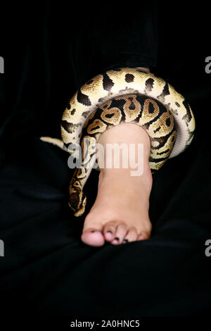 Leg with Royal Python snake. Ball Python slithering and crawling around ...