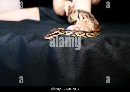 Leg with Royal Python snake. Ball Python slithering and crawling around ...