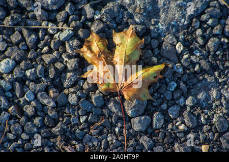 orange dry maple leaf on gravel road Stock Photo