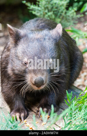 Common wombat (Vombatus ursinus) in Australia. Stock Photo